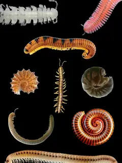 Millipede