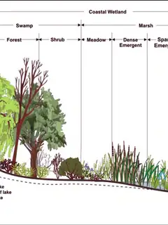 Wetland