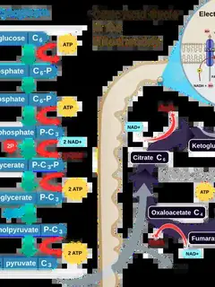 Cellular respiration