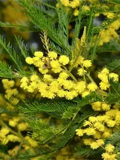 Acacia decurrens