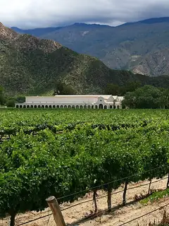New World wine