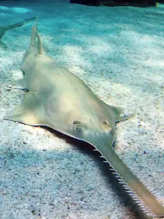 Sawfish