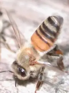 Pheromone