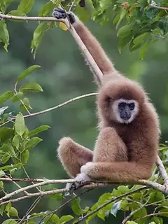 Gibbon
