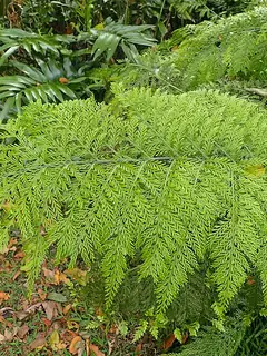 Asplenium bulbiferum