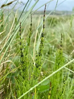 Prêle des marais