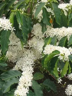 Coffea arabica