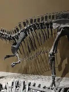 Ceratosaurus
