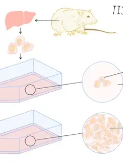 Cell culture