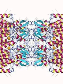 Connexin