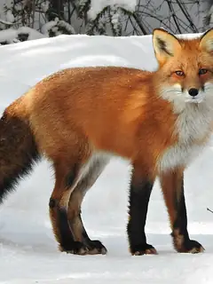 Fox
