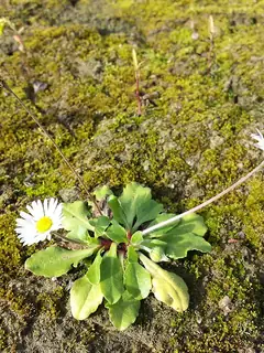 Bellis perennis