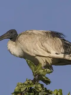 African sacred ibis