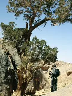 Cupressus dupreziana