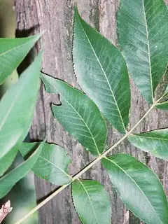 Carya laciniosa