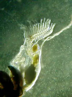 Lophophore