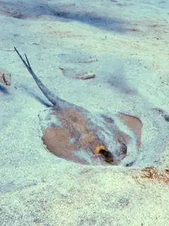 Seabed
