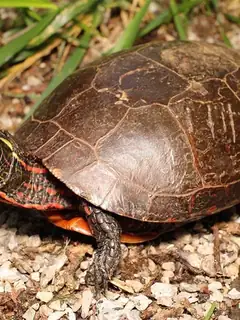 Painted turtle