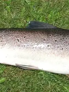Saumon