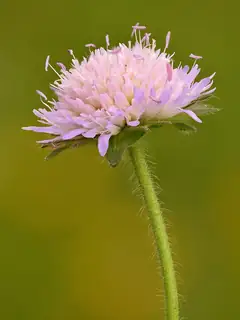 Knautia arvensis
