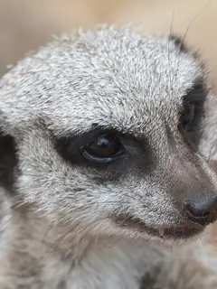 Head