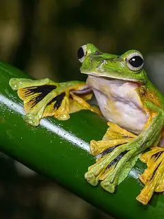 Wallace's flying frog