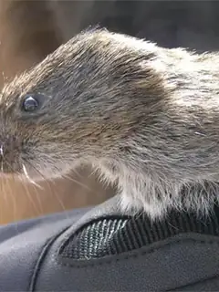 Montane vole