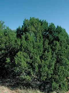 Juniperus monosperma