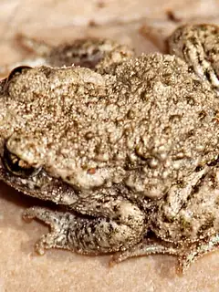 Common midwife toad