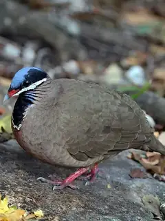 Blue-headed quail-dove