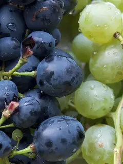 Grape