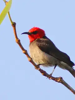 Red-headed myzomela