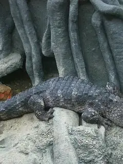 Chinese alligator
