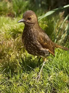 Grive de Tristan da Cunha