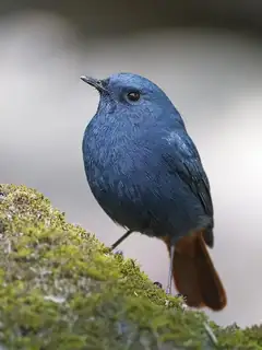 Plumbeous water redstart