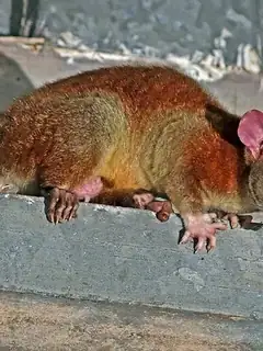 Derby's woolly opossum