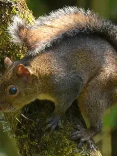 Deppe's squirrel