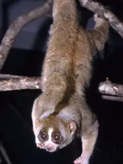 Slow loris