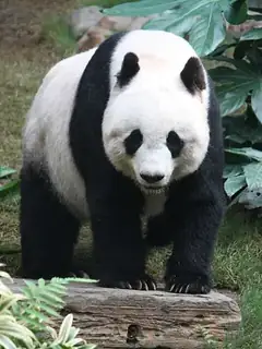 Giant panda