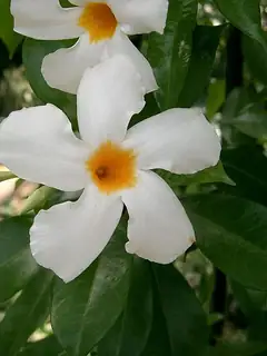 Mandevilla boliviensis