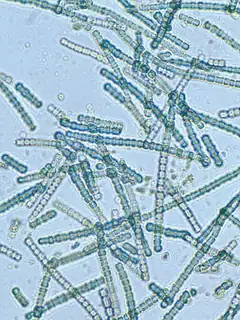 Cyanobacteria