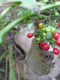 Cissampelos pareira