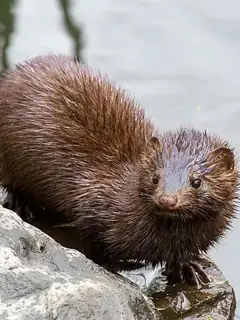American mink