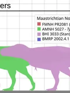 Specimens of Tyrannosaurus
