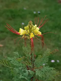 Erythrostemon gilliesii