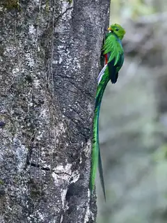 Resplendent quetzal
