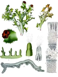 Cetraria islandica