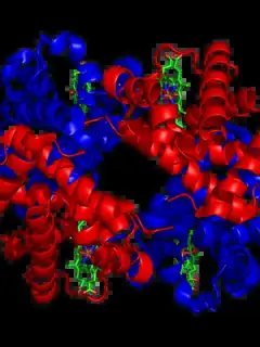 Hemoglobin