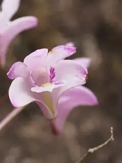 Dendrobium kingianum