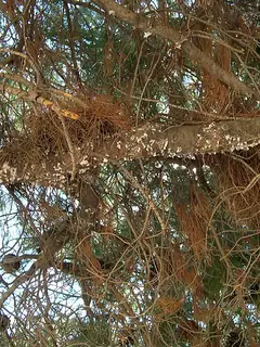 Marchalina hellenica